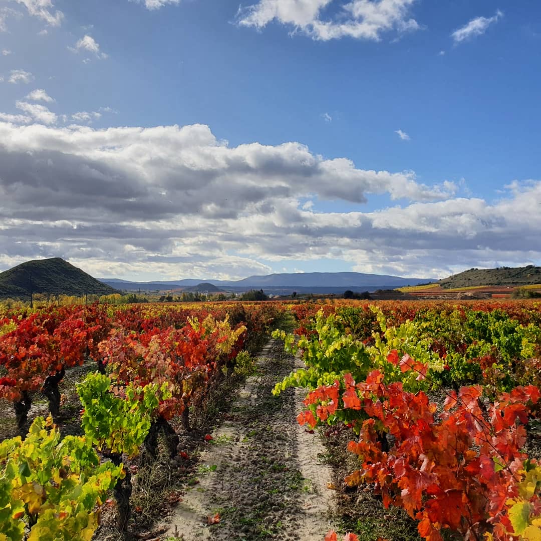 Enoturisme a La Rioja